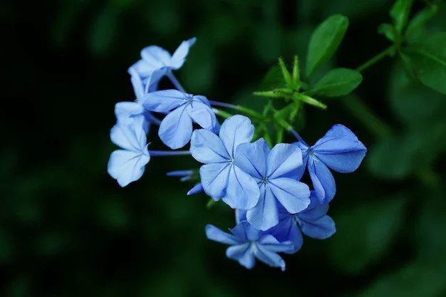 Best Climbing Plant with Blue Flowers 2 blue climbing plants