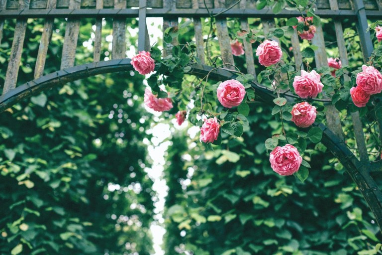 Best 11 vines to cover fence, Trellis, and Home Boundaries 1 pink roses hanging on wooden arch