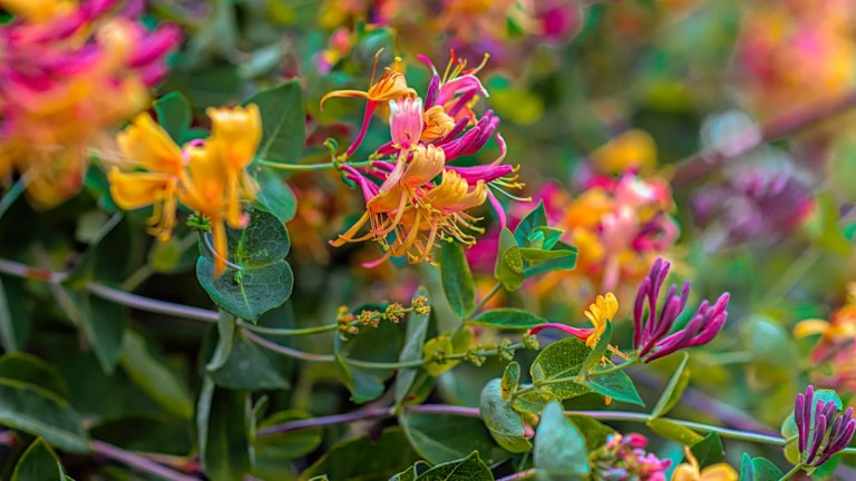 Best climbing plant with pink flowers 3 yellow and pink flower in tilt shift lens